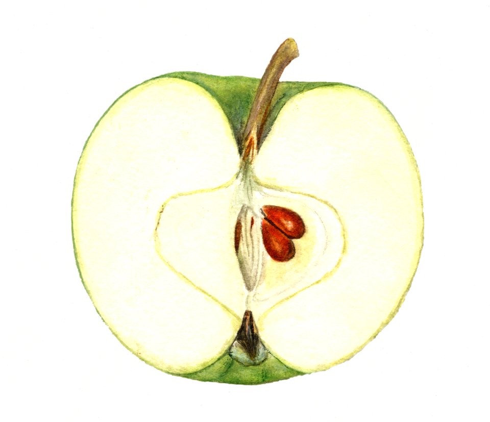 Vintage halved green apple illustration. Digitally enhanced illustration from U.S. Department of Agriculture Pomological Watercolor Collection. Rare and Special Collections, National Agricultural Library.