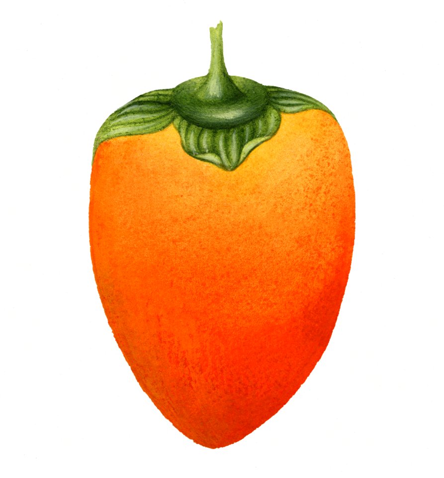 Vintage persimmon illustration. Digitally enhanced illustration from U.S. Department of Agriculture Pomological Watercolor Collection. Rare and Special Collections, National Agricultural Library.