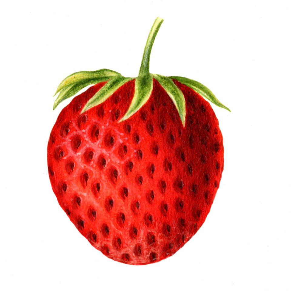 Vintage strawberry illustration. Digitally enhanced illustration from U.S. Department of Agriculture Pomological Watercolor Collection. Rare and Special Collections, National Agricultural Library.