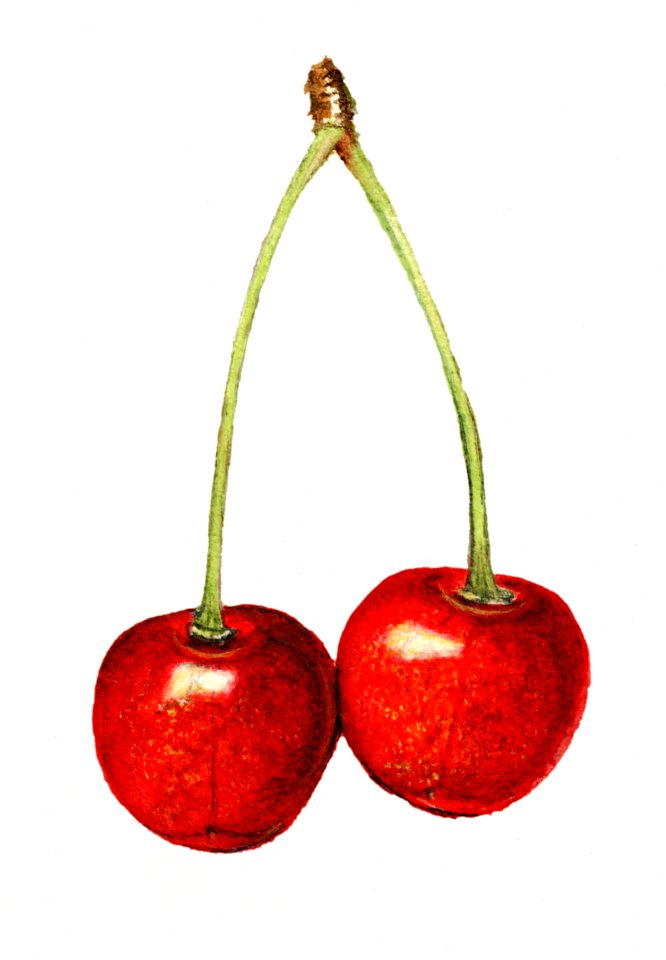 Delicious red cherries illustration. Digitally enhanced illustration from U.S. Department of Agriculture Pomological Watercolor Collection. Rare and Special Collections, National Agricultural Library.