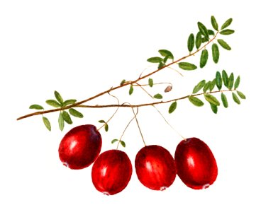 Vintage American cranberries illustration. Free illustration for personal and commercial use.