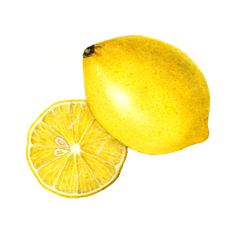 Vintage lemon illustration. Digitally enhanced illustration from U.S. Department of Agriculture Pomological Watercolor Collection. Rare and Special Collections, National Agricultural Library.
