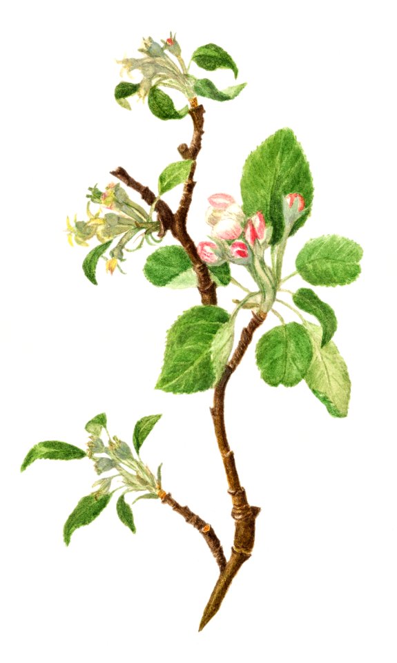 Vintage crab apple flower illustration. Digitally enhanced illustration from U.S. Department of Agriculture Pomological Watercolor Collection. Rare and Special Collections, National Agricultural Library.