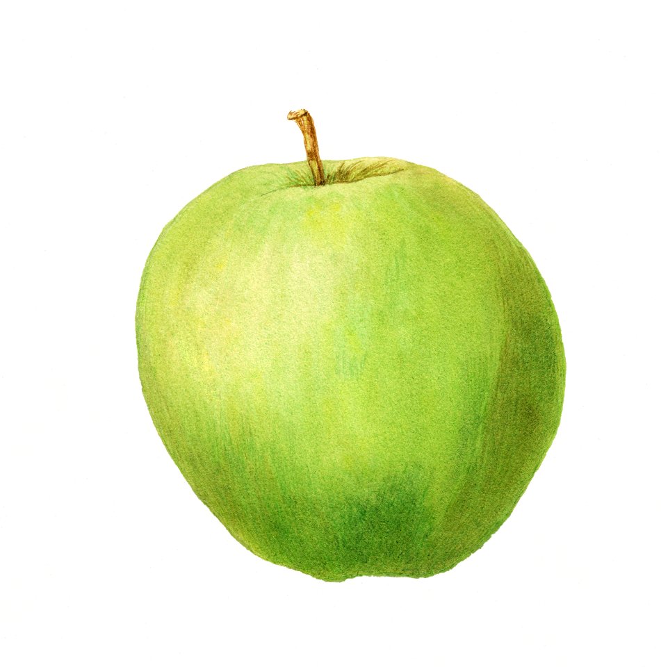 Vintage apple illustration. Digitally enhanced illustration from U.S. Department of Agriculture Pomological Watercolor Collection. Rare and Special Collections, National Agricultural Library.