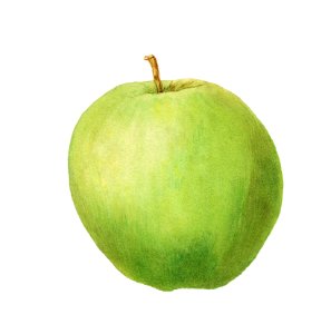 Vintage apple illustration. Digitally enhanced illustration from U.S. Department of Agriculture Pomological Watercolor Collection. Rare and Special Collections, National Agricultural Library.. Free illustration for personal and commercial use.