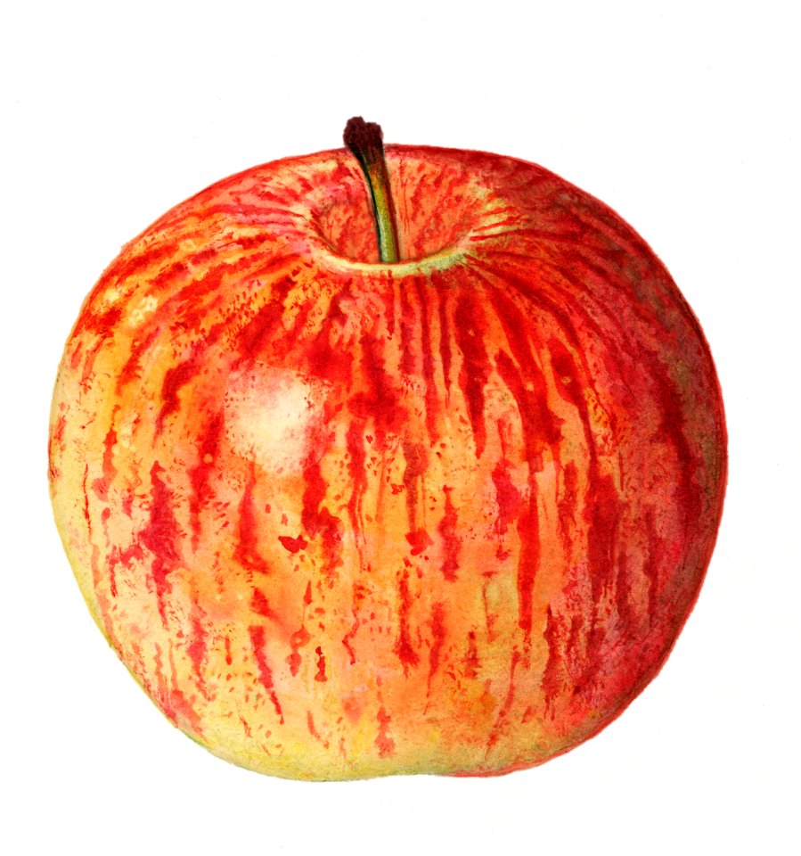 Vintage apple illustration. Digitally enhanced illustration from U.S. Department of Agriculture Pomological Watercolor Collection. Rare and Special Collections, National Agricultural Library.