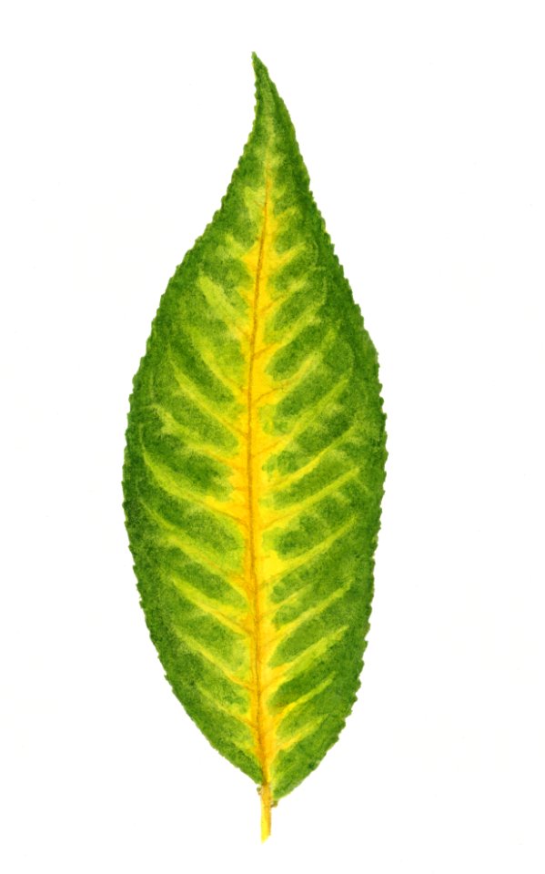 Vintage peach leaf illustration. Digitally enhanced illustration from U.S. Department of Agriculture Pomological Watercolor Collection. Rare and Special Collections, National Agricultural Library.