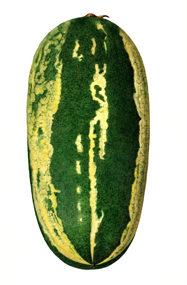 Vintage watermelon illustration. Digitally enhanced illustration from U.S. Department of Agriculture Pomological Watercolor Collection. Rare and Special Collections, National Agricultural Library.