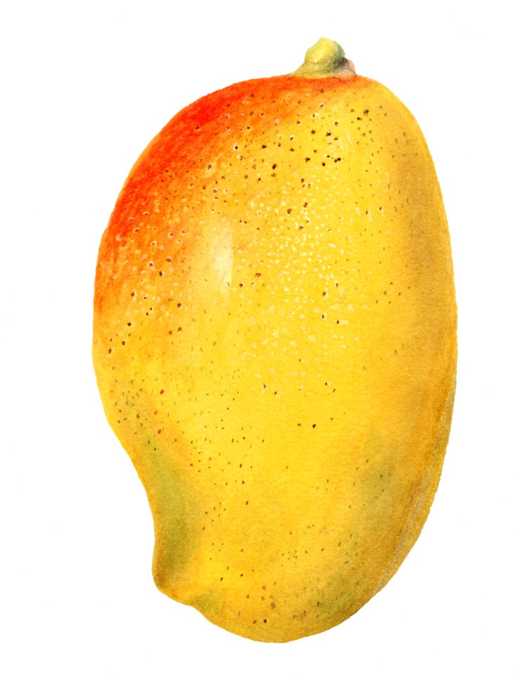 Vintage mango illustration. Digitally enhanced illustration from U.S. Department of Agriculture Pomological Watercolor Collection. Rare and Special Collections, National Agricultural Library.