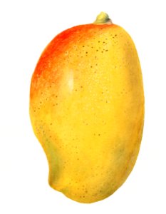 Vintage mango illustration. Digitally enhanced illustration from U.S. Department of Agriculture Pomological Watercolor Collection. Rare and Special Collections, National Agricultural Library.. Free illustration for personal and commercial use.