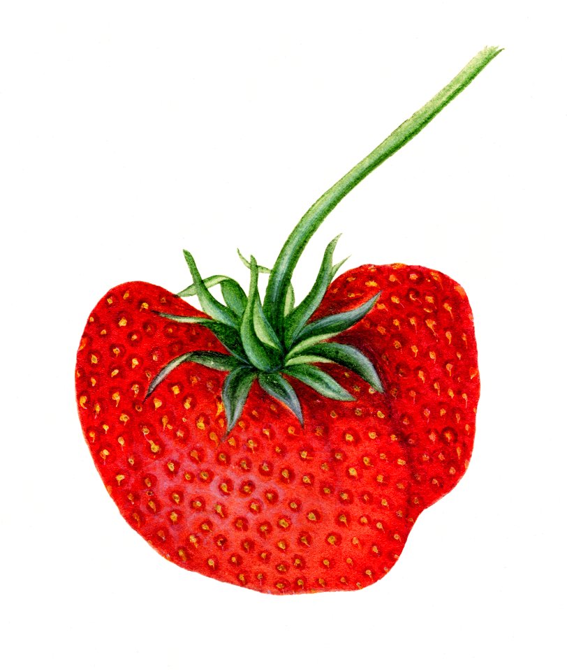 Vintage strawberry illustration. Digitally enhanced illustration from U.S. Department of Agriculture Pomological Watercolor Collection. Rare and Special Collections, National Agricultural Library.