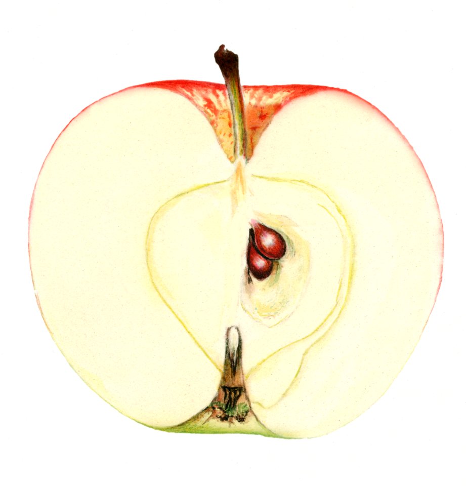 Vintage apple illustration. Digitally enhanced illustration from U.S. Department of Agriculture Pomological Watercolor Collection. Rare and Special Collections, National Agricultural Library.