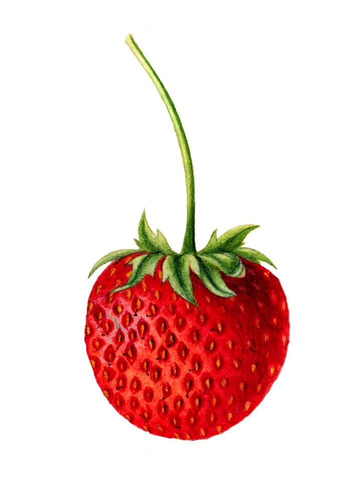 Vintage strawberry illustration. Digitally enhanced illustration from U.S. Department of Agriculture Pomological Watercolor Collection. Rare and Special Collections, National Agricultural Library.