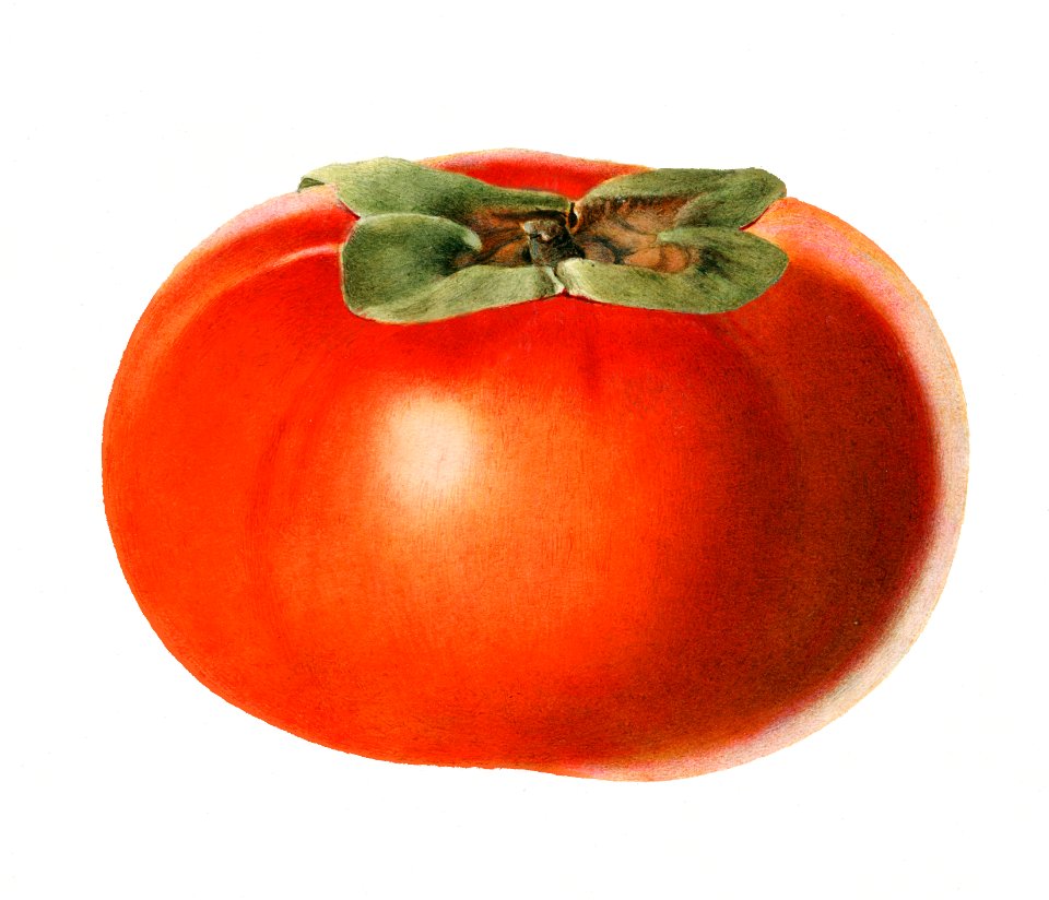 Vintage persimmon illustration. Digitally enhanced illustration from U.S. Department of Agriculture Pomological Watercolor Collection. Rare and Special Collections, National Agricultural Library.