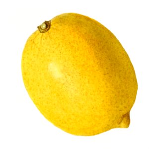 Vintage lemon illustration. Digitally enhanced illustration from U.S. Department of Agriculture Pomological Watercolor Collection. Rare and Special Collections, National Agricultural Library.. Free illustration for personal and commercial use.