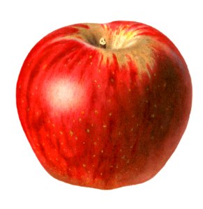 Apple And Scale Free Stock Photo - Public Domain Pictures
