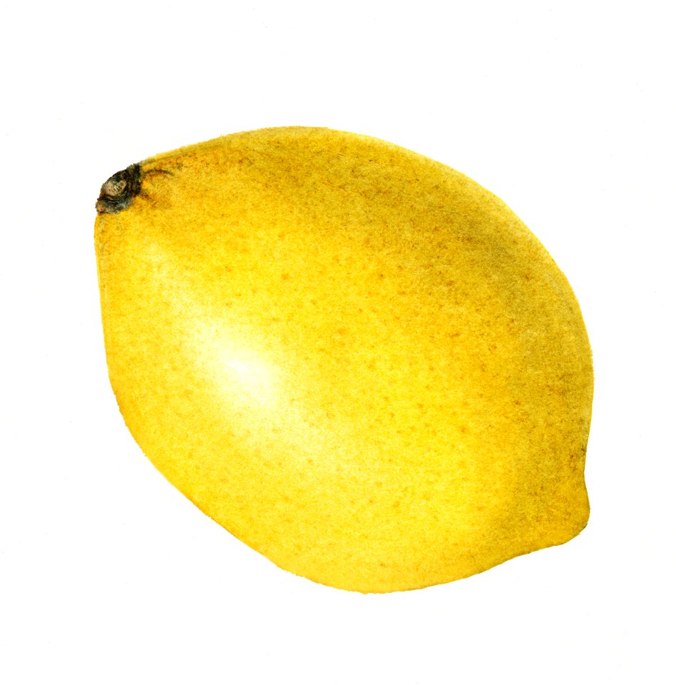 Vintage lemon illustration. Digitally enhanced illustration from U.S. Department of Agriculture Pomological Watercolor Collection. Rare and Special Collections, National Agricultural Library.
