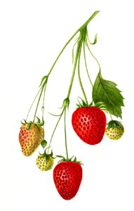 Vintage strawberry branch illustration. Digitally enhanced illustration from U.S. Department of Agriculture Pomological Watercolor Collection. Rare and Special Collections, National Agricultural Library.. Free illustration for personal and commercial use.