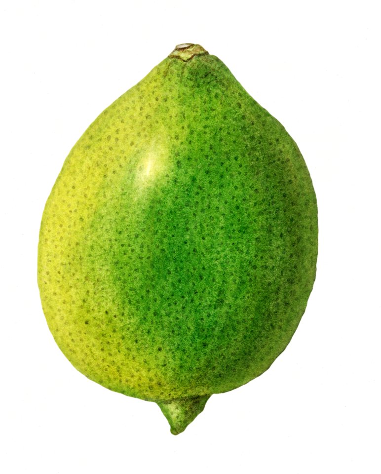 Vintage lemon illustration. Digitally enhanced illustration from U.S. Department of Agriculture Pomological Watercolor Collection. Rare and Special Collections, National Agricultural Library.