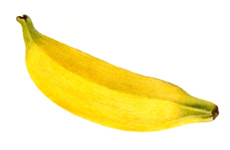 Vintage banana illustration. Digitally enhanced illustration from U.S. Department of Agriculture Pomological Watercolor Collection. Rare and Special Collections, National Agricultural Library.