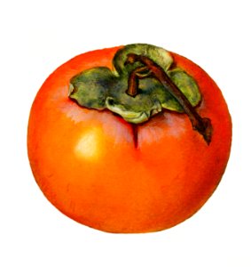 Vintage persimmon illustration. Digitally enhanced illustration from U.S. Department of Agriculture Pomological Watercolor Collection. Rare and Special Collections, National Agricultural Library.
