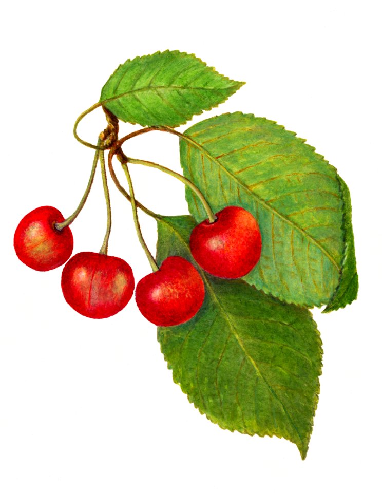 Vintage cherry illustration. Digitally enhanced illustration from U.S. Department of Agriculture Pomological Watercolor Collection. Rare and Special Collections, National Agricultural Library.