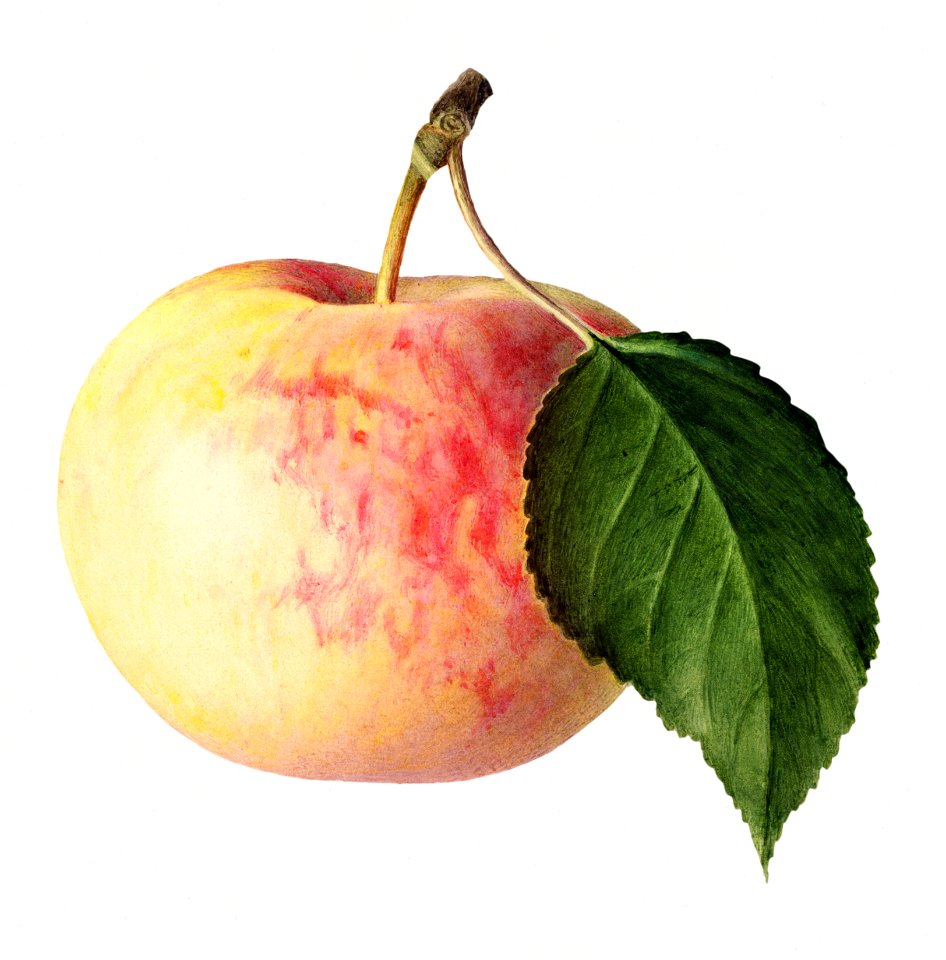 Vintage apple illustration. Digitally enhanced illustration from U.S. Department of Agriculture Pomological Watercolor Collection. Rare and Special Collections, National Agricultural Library.