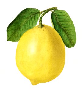 Vintage lemon illustration. Digitally enhanced illustration from U.S. Department of Agriculture Pomological Watercolor Collection. Rare and Special Collections, National Agricultural Library.. Free illustration for personal and commercial use.