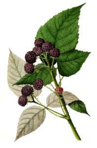 Vintage branch of black raspberry illustration. Digitally enhanced illustration from U.S. Department of Agriculture Pomological Watercolor Collection. Rare and Special Collections, National Agricultural Library.. Free illustration for personal and commercial use.