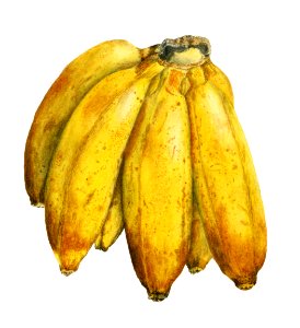 Vintage banana illustration. Digitally enhanced illustration from U.S. Department of Agriculture Pomological Watercolor Collection. Rare and Special Collections, National Agricultural Library.. Free illustration for personal and commercial use.