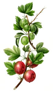 Vintage gooseberry bough. Free illustration for personal and commercial use.