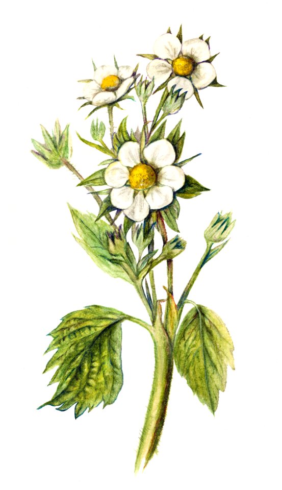 Vintage strawberry flowers illustration. Digitally enhanced illustration from U.S. Department of Agriculture Pomological Watercolor Collection. Rare and Special Collections, National Agricultural Library.