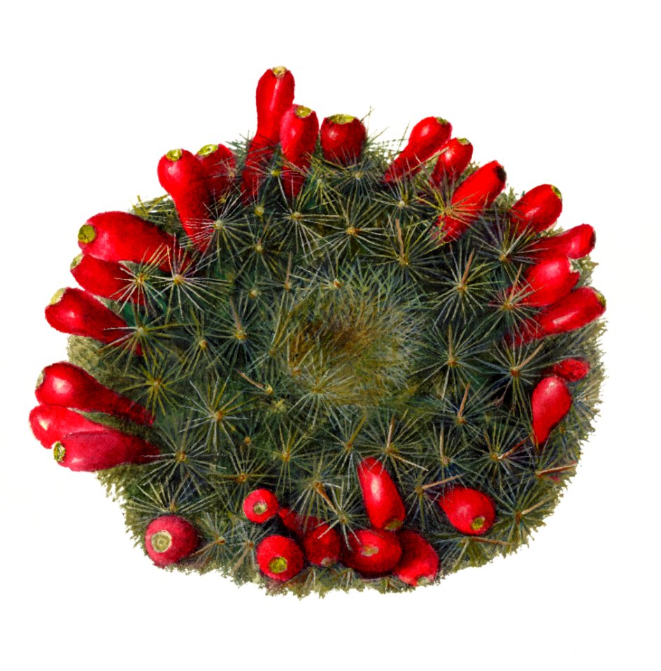 Vintage prickly pear illustration. Digitally enhanced illustration from U.S. Department of Agriculture Pomological Watercolor Collection. Rare and Special Collections, National Agricultural Library.