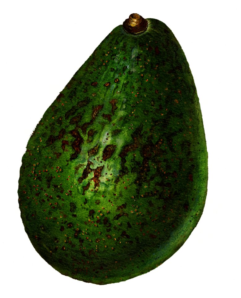 Vintage avocado illustration. Digitally enhanced illustration from U.S. Department of Agriculture Pomological Watercolor Collection. Rare and Special Collections, National Agricultural Library.