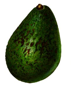 Vintage avocado illustration. Digitally enhanced illustration from U.S. Department of Agriculture Pomological Watercolor Collection. Rare and Special Collections, National Agricultural Library.. Free illustration for personal and commercial use.