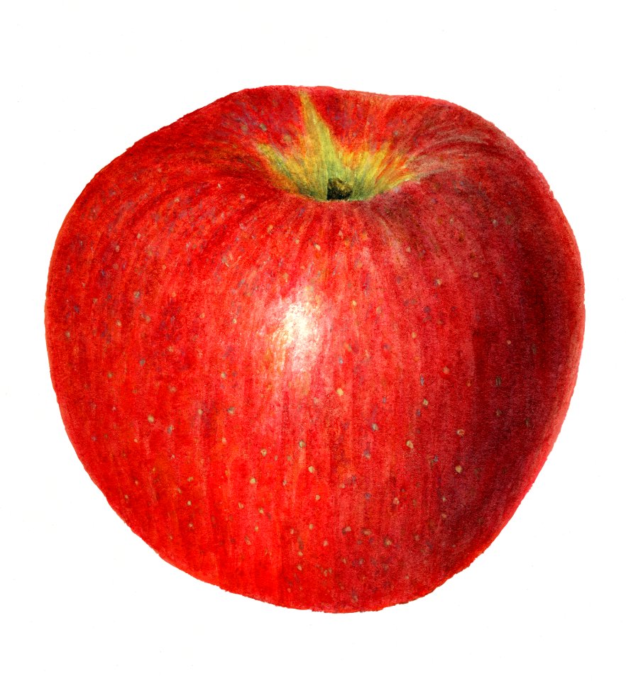 Vintage apple illustration. Digitally enhanced illustration from U.S. Department of Agriculture Pomological Watercolor Collection. Rare and Special Collections, National Agricultural Library.