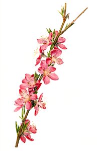 Vintage peach blossom illustration mockup. Digitally enhanced illustration from U.S. Department of Agriculture Pomological Watercolor Collection. Rare and Special Collections, National Agricultural Library.