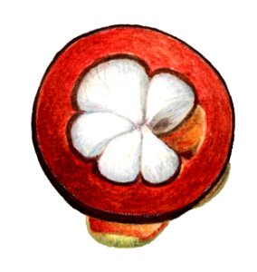 Vintage mangosteen illustration. Digitally enhanced illustration from U.S. Department of Agriculture Pomological Watercolor Collection. Rare and Special Collections, National Agricultural Library.. Free illustration for personal and commercial use.