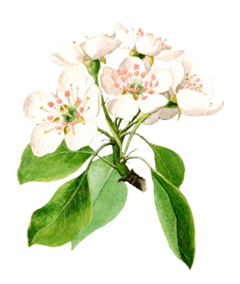 Vintage pear flowers illustration. Digitally enhanced illustration from U.S. Department of Agriculture Pomological Watercolor Collection. Rare and Special Collections, National Agricultural Library.