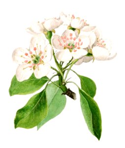 Vintage pear flowers illustration. Digitally enhanced illustration from U.S. Department of Agriculture Pomological Watercolor Collection. Rare and Special Collections, National Agricultural Library.