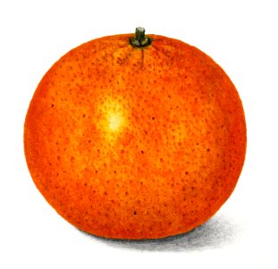 Whole orange tangerine illustration. Digitally enhanced illustration from U.S. Department of Agriculture Pomological Watercolor Collection. Rare and Special Collections, National Agricultural Library.. Free illustration for personal and commercial use.
