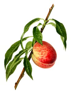 Vintage peach twig illustration. Digitally enhanced illustration from U.S. Department of Agriculture Pomological Watercolor Collection. Rare and Special Collections, National Agricultural Library.