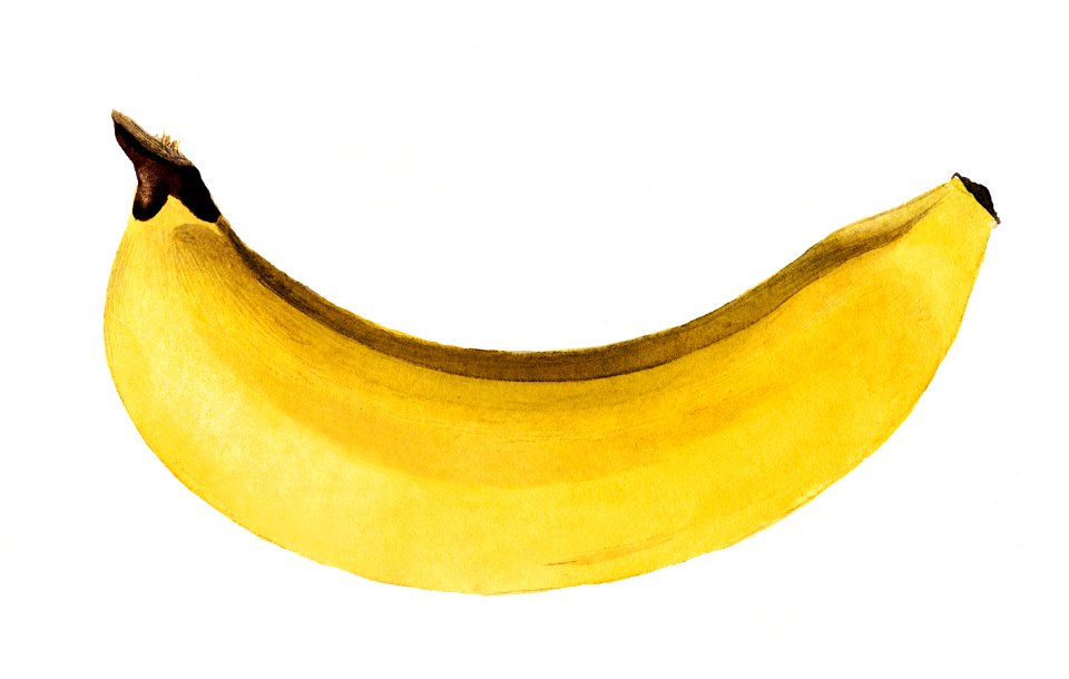 Vintage banana illustration. Digitally enhanced illustration from U.S. Department of Agriculture Pomological Watercolor Collection. Rare and Special Collections, National Agricultural Library.