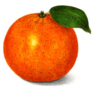Vintage orange illustration. Digitally enhanced illustration from U.S. Department of Agriculture Pomological Watercolor Collection. Rare and Special Collections, National Agricultural Library.