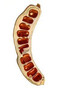 Vintage indian tamarind illustration.