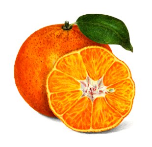 Delicious orange tangerine illustration. Digitally enhanced illustration from U.S. Department of Agriculture Pomological Watercolor Collection. Rare and Special Collections, National Agricultural Library.