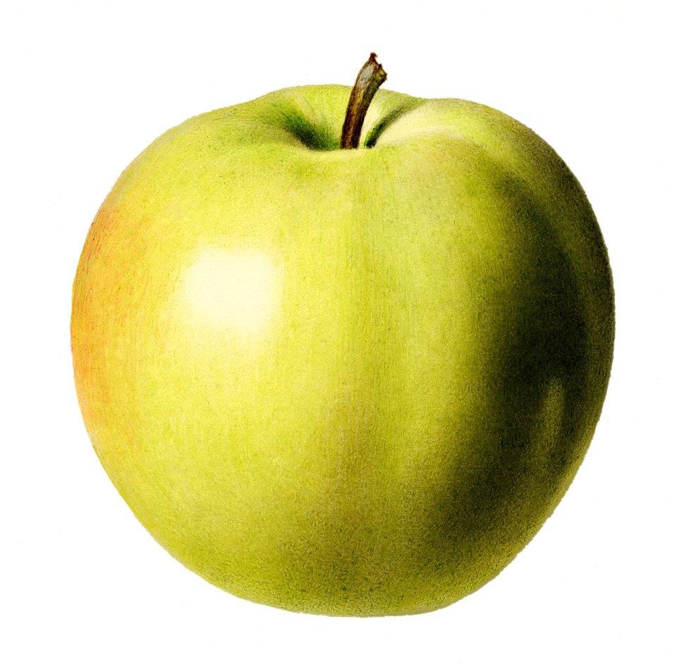 Vintage apple illustration. Digitally enhanced illustration from U.S. Department of Agriculture Pomological Watercolor Collection. Rare and Special Collections, National Agricultural Library.