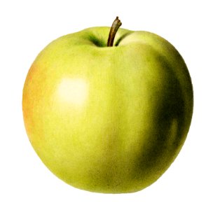 Vintage apple illustration. Digitally enhanced illustration from U.S. Department of Agriculture Pomological Watercolor Collection. Rare and Special Collections, National Agricultural Library.. Free illustration for personal and commercial use.