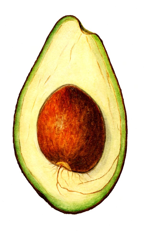 Vintage avocado illustration. Digitally enhanced illustration from U.S. Department of Agriculture Pomological Watercolor Collection. Rare and Special Collections, National Agricultural Library.