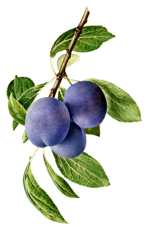 Delicious purple plum in a branch illustration. Digitally enhanced illustration from U.S. Department of Agriculture Pomological Watercolor Collection. Rare and Special Collections, National Agricultural Library.